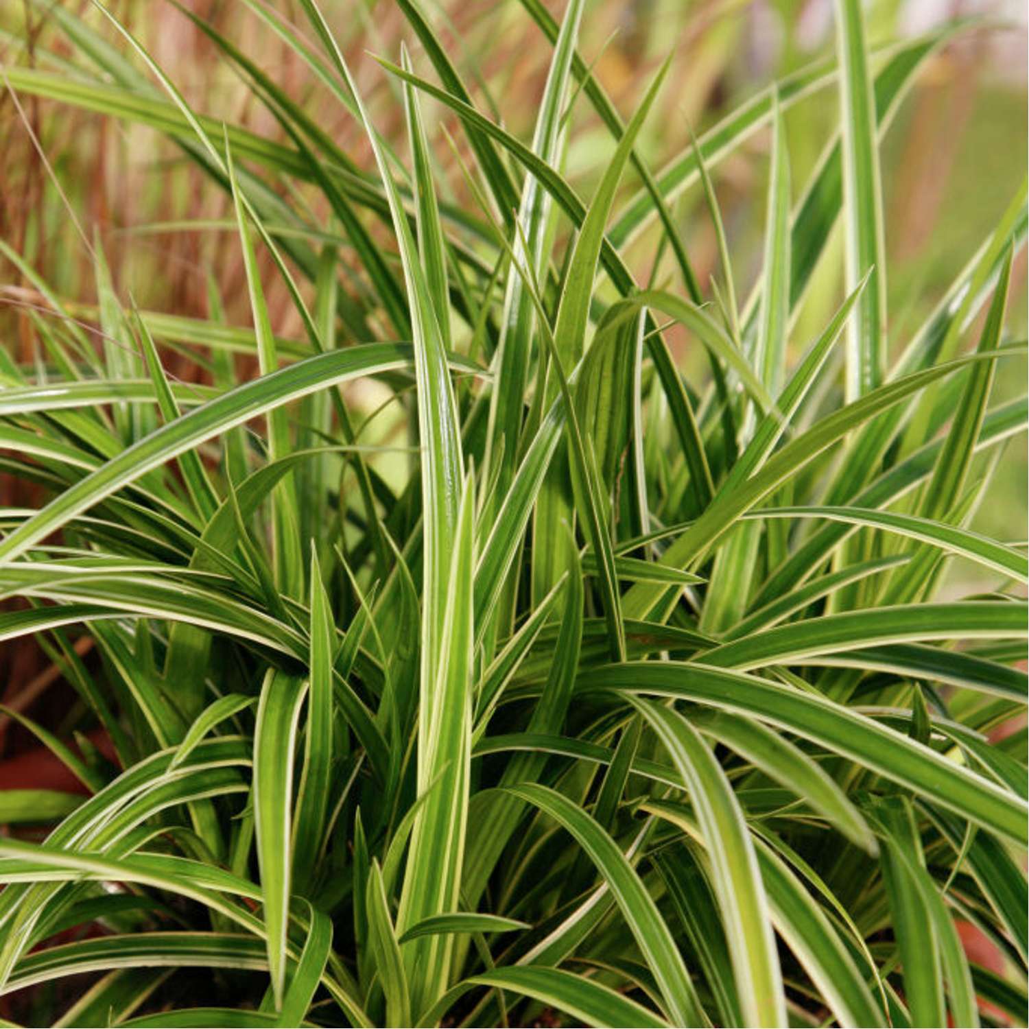 Japaninsara 'Ice Dance' (Carex morrowii)